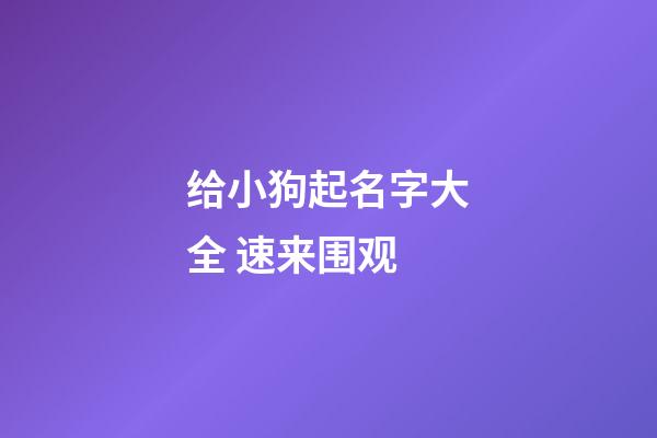 给小狗起名字大全 速来围观